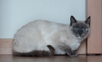 Veterinària Can Vidalvet