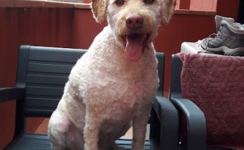 Centro Veterinario Carrer Nou