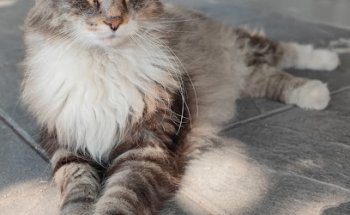 Clínica veterinaria La Navata