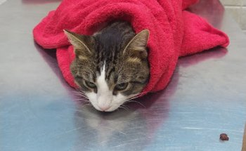 Clínica Veterinària Tot Fauna (VETERALIA)