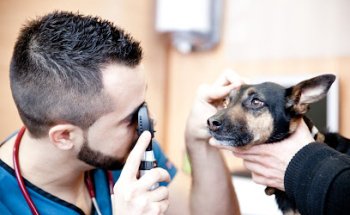 Vet24 Hospital Veterinario