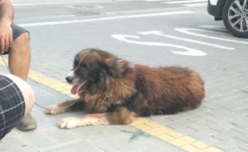 Clínica Veterinària Animalons