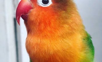 Clínica veterinaria Nido