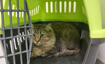 Clínica Veterinaria Hellín