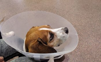 Clínica Veterinaria Víctor Serena