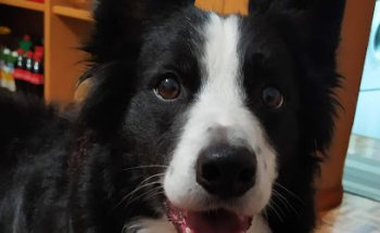 Clínica Veterinaria Orkolaga, C.B.