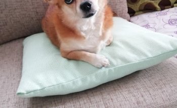 ALBÉITAR CLÍNICA VETERINARIA. Sólo con cita previa