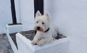 Clínica veterinaria Icod