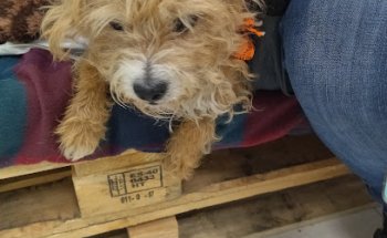 GAREM Veterinarios Igualada