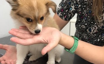 Veterinario Scooby Illescas