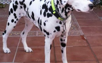 Veterinaria Ingenio Pilar Rodríguez Hernández