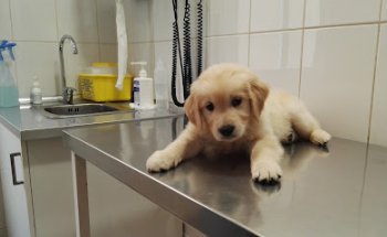 Clínica Veterinaria los Cuartos