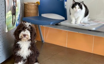 Poblavet Clinica Veterinaria