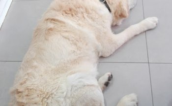 Clínica Veterinaria La Rinconada