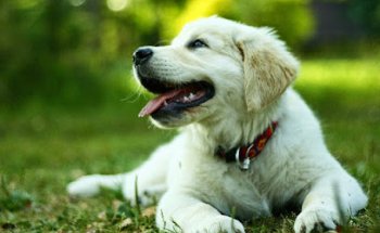 Clínica Veterinaria Alcauza