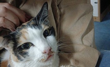 Clinica Veterinaria Bichos