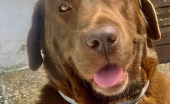 Clínica Veterinaria Tarazona Sevilla