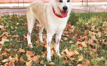 Hospital Clínico Veterinario