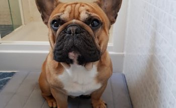 Clinica Veterinaria Laguna