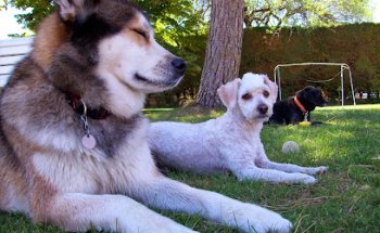 Mister Dog Centro Veterinario