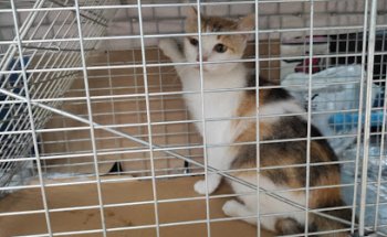 Centro Veterinario CPG