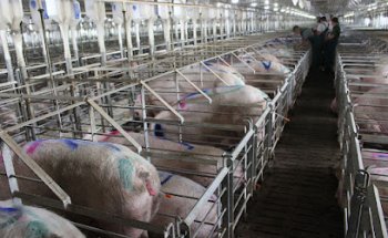 Clínica veterinaria Gosigat