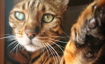 Cabinet vétérinaire des Promenades