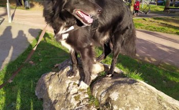 Clínica Yedra Veterinaria