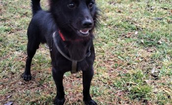 Centro Veterinario las Torres