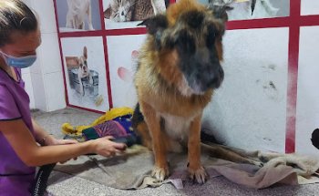 Clínica Veterinaria Zarpas