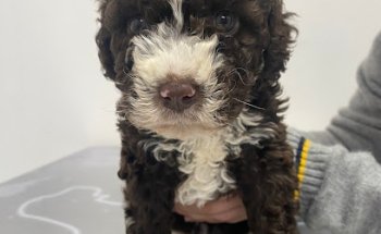 CENTRO VETERINARIO San Francisco de Asís - LEBRIJA