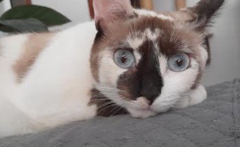 Centro Veterinario Llandes