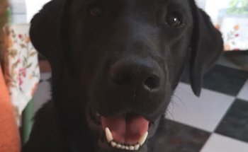 Clínica Veterinaria Los Cruces