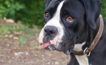 Medivet Centre Veterinari