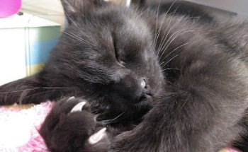 Centro Veterinario Autol