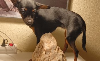 Clinica Veterinaria Wecan VeterJaén