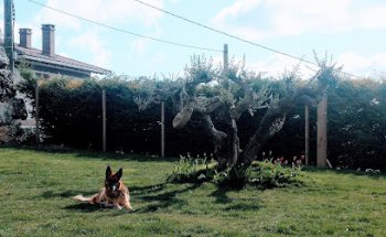 Lander Clínica Veterinaria