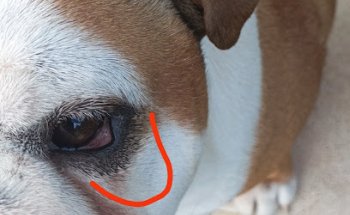 Centro Veterinario Rioja