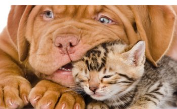 Centro Veterinario Lobete