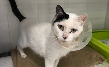 Centre Veterinari Migjorn