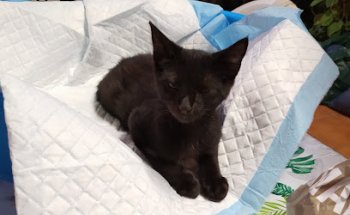 Clínica Veterinaria Faras