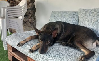 Clínica Veterinaria la Fuente