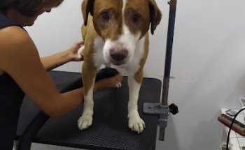 Clinica Veterinaria Los Palacios