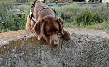 Centro Veterinario Virgen de las Nieves
