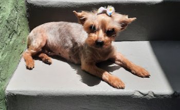 Veterinario Oh my Pet!