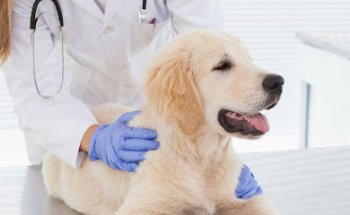 Clínica Veterinaria 3 de Mayo