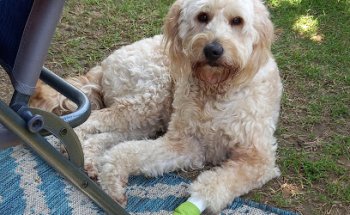 Serveis Veterinaris de Mataró