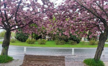 Clínica Veterinaria Boulevard