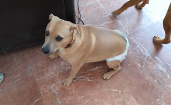 VETALJARAFE. VETERINARIO A DOMICILIO SEVILLA