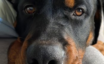 Clínica Veterinaria García Vallejo